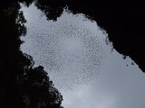 00396-2171 Bats circling at entrance to Deer Cave - Photo by GKS